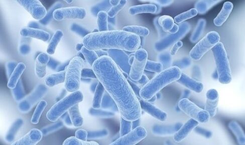 bacterias