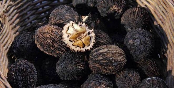 Las nueces negras tratan los parásitos internos