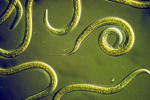 Nematodo parásito que vive en el intestino delgado humano.